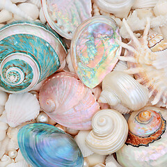 Image showing Natural Seashell Beauty