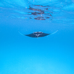 Image showing Giant oceanic manta ray, Manta Birostris ,hovering in blue ocean on Maldives islands