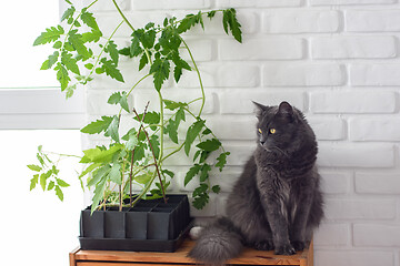 Image showing The cat sits on the nightstand, next to it is a pot of seedlings