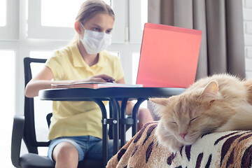 Image showing On the bed lies a cat, in the background a girl does homework