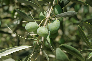 Image showing Olives