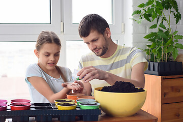 Image showing Dad and daughter plant seeds in pots in spring