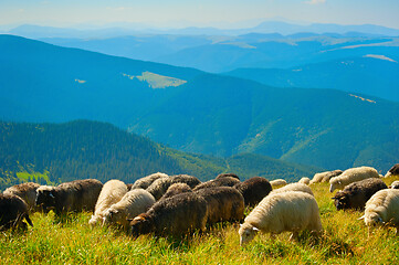 Image showing Mountains sheeps pasture