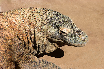 Image showing Komodo Dragon
