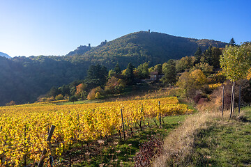 Image showing a view over a vineyard at Alsace France in autumn light