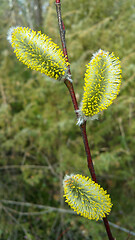 Image showing pussy willow macro