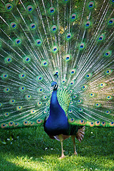 Image showing a peacock showing his feathers