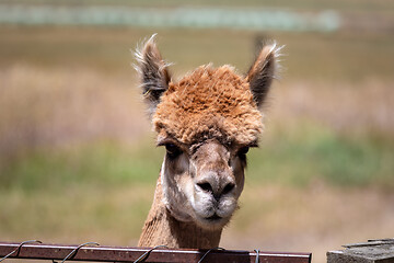 Image showing Alpaca animal in New Zealand