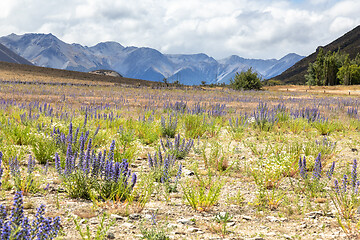 Image showing Landscape scenery in south New Zealand