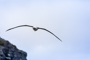 Image showing Albatross bird in the sky