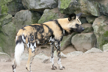 Image showing Hyäne  Hyena  (Hyaenidae)  