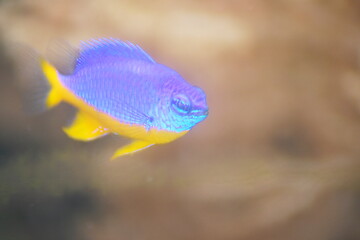 Image showing neon Damselfish (Pomacentrus coelestis) 