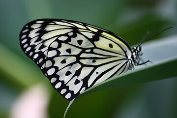 Image showing butterfly