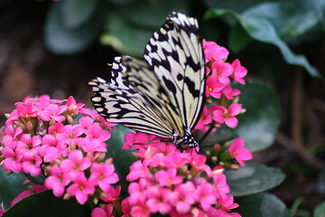 Image showing butterfly