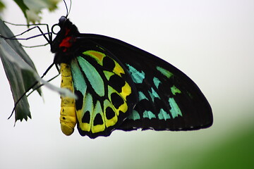 Image showing butterfly