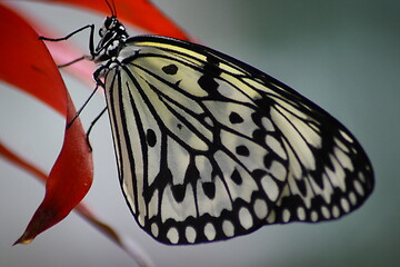 Image showing butterfly