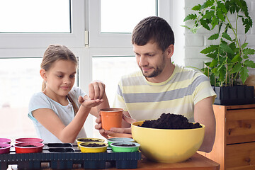 Image showing Dad and daughter at home plant seeds in pots of earth