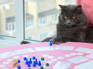 Image showing Domestic cat watches as they play a board game at the table