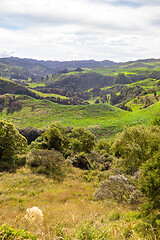 Image showing typical rural landscape in New Zealand