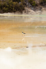 Image showing Pied Stilt in New Zealand standing in water