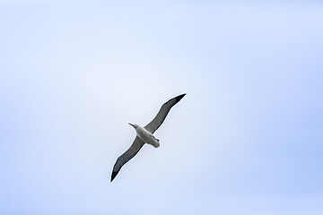 Image showing Albatross bird in the sky