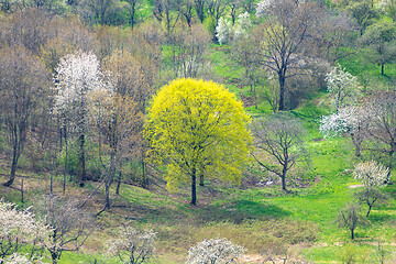 Image showing green meadow with blossoming trees