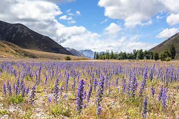 Image showing Landscape scenery in south New Zealand