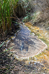 Image showing volcanic activities at waimangu