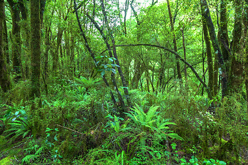 Image showing Jungle New Zealand