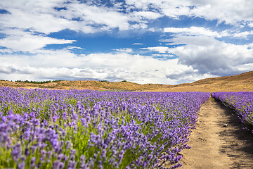 Image showing lavender field in New Zealand