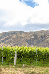 Image showing Agriculture in New Zealand south island