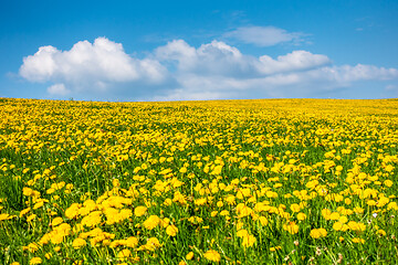 Image showing a beautiful yellow dandelion meadow