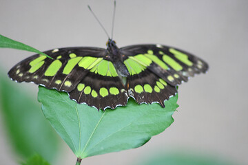 Image showing butterfly