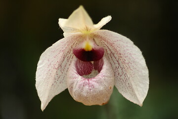 Image showing aphiopedilum (Magic Lantern)