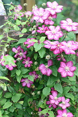 Image showing clematis (Clematis) 