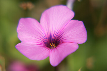 Image showing petunia   (Petunia) 