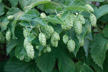 Image showing hop plant (Humulus)