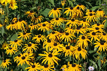 Image showing cone-flower (echinacea) 