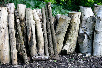 Image showing tree trunks