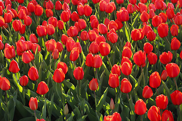 Image showing Beautiful red tulips glowing on sunlight