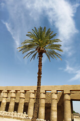 Image showing Palm tree against ancient ruins in Karnak Temple, Egypt