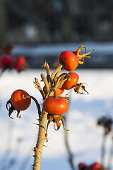 Image showing Dog Rose or Rosa Canina branches with bright fruits