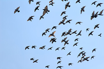 Image showing Pigeons flying against clear blue sky