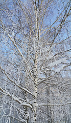 Image showing Beautiful birch tree covered with snow and hoarfrost 