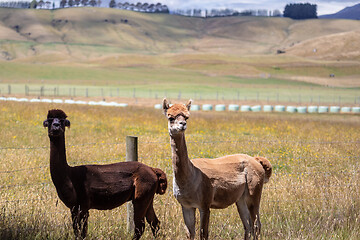 Image showing Alpaca animal in New Zealand