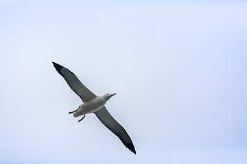 Image showing Albatross bird in the sky