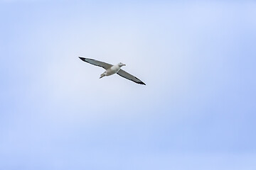 Image showing Albatross bird in the sky