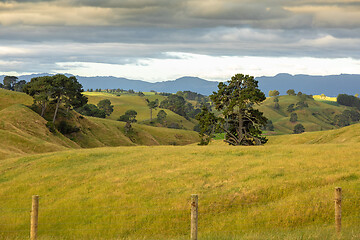 Image showing typical rural landscape in New Zealand