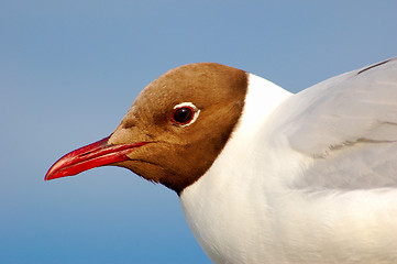 Image showing Black-headed Seagull