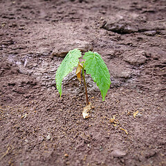 Image showing young tree plant grow